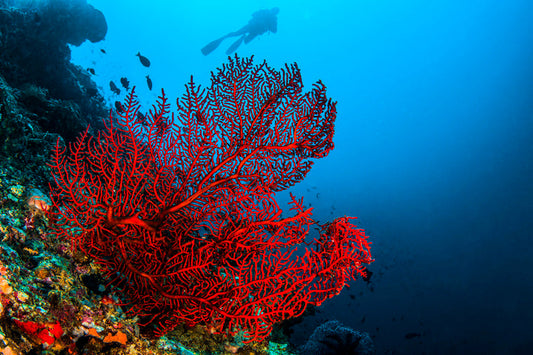 Corail naturel: 7 Raisons Irrésistibles d'Adopter des Bijoux en Corail Naturel